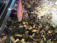 -盒马鲜生(岭南新世界店)