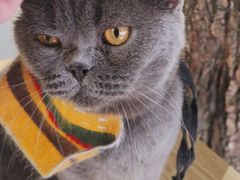 -豆逗聊愈猫阁Easy Life