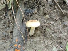 -大觉寺-停车场