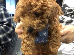 -瑞鹏宠物医院·爱宠堂(环西分院)