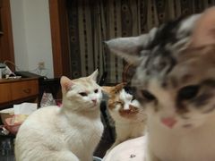-派联宠物医院·24h·CT·异宠