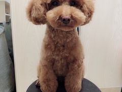 -小呆的宠物店·宠物售卖·宠物寄养(城西店)