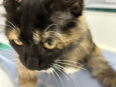 -心仪动物医院·牙专科·肿瘤·心脏科(西客站院)