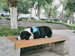 -铁山坪森林公园