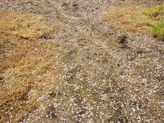 -天王浮山樱花园