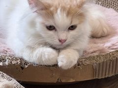 -平行世界·猫咖(首经贸店)