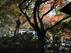 -杭州植物园