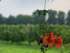 -安德鲁户外烧烤帐篷营地(马泉营店)