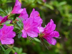 -上海滨江森林公园