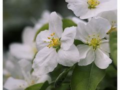 -海棠花溪(元大都城垣遗址公园)