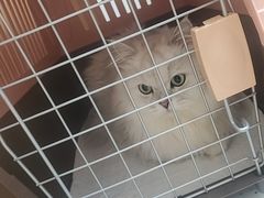 -瑞派康怡24h宠物医院·犬猫医疗中心·微创绝育(瑞景分院)