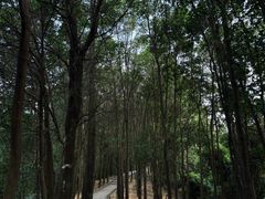 -火炉山森林公园