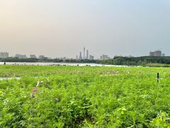 -海珠湖公园
