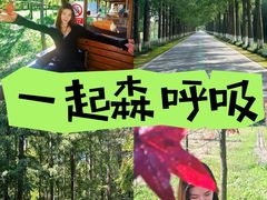 -黄海国家森林公园