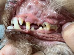 -宠福鑫康馨动物医院·骨科·眼科
