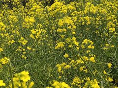 -武汉紫薇都市田园