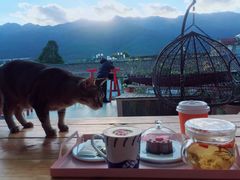 -喵屿·大理花园猫咖