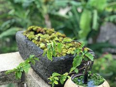 -厦门园林植物园-植物园滴水山房