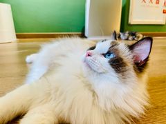 -柯斗斗主题餐厅·狗咖·围炉煮茶·茶饮(国瑞升平里店)