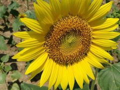 -武汉紫薇都市田园