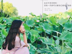 -荷塘月色湿地公园·向阳花洲