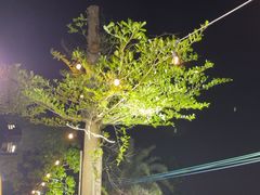 -陶缘一号·四季缘·老字号顺德菜·户外婚礼家宴(西滘店)