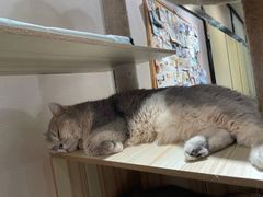 -逗柴咖啡屋·狗咖猫咖宠物桌游