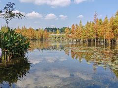 -白鹭湾湿地公园