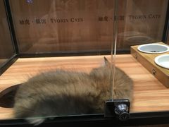 -袖虎·猫馆(体育西路店)