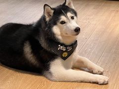 -Husky Go! 哈士奇体验馆·宠物咖啡厅狗咖