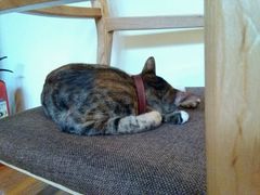 -猫的天空之城概念书店(杭州南宋御街店)