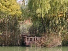 -青枫公园