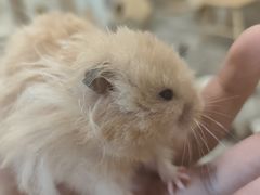 -楼上猫咖(罗湖店)