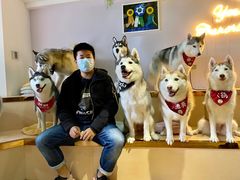 -Husky Go! 哈士奇体验馆·宠物咖啡厅狗咖