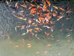 -采粤轩中餐厅(惠州金海湾喜来登度假酒店)