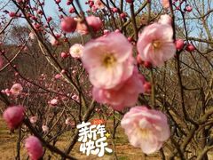 -无锡梅园公园
