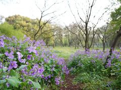 -上海共青森林公园