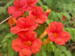 -同銮特种养殖场·龙虾垂钓