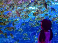 -海合安成都极地海洋公园