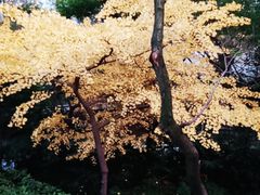 -汇龙潭
