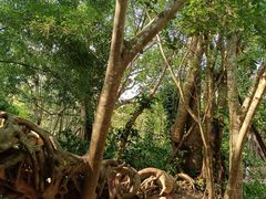 -中国科学院西双版纳热带植物园