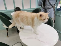 -安格丽娜·狗咖·猫咖羊驼咖(春熙路百盛商场店)