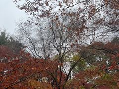 -秋霞圃