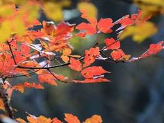 -尧山风景区