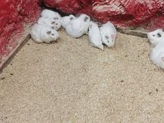-上海大自然野生昆虫馆(东方明珠·爬宠昆虫探索中心)