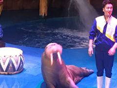 -烟台海昌鲸鲨海洋公园