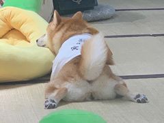 -逗柴咖啡屋·狗咖猫咖宠物桌游
