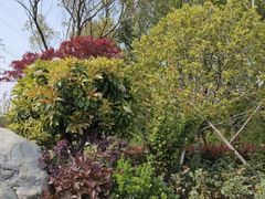 -昆山城市生态森林公园