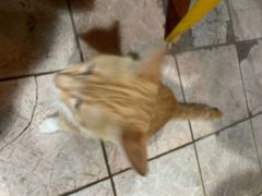 -长坦新鲜猪什夜宵广场