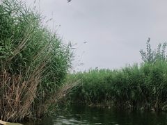 -白洋淀景区